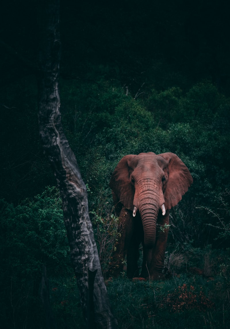 Wildlife & Nature Safaris